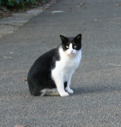 ボーダーコリー柄の猫