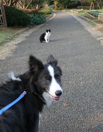 同じ柄の猫に会ったボーダーコリー