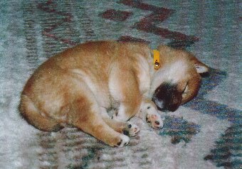 柴犬の子犬