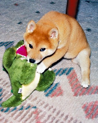 ぬいぐるみで遊ぶ柴犬の子犬