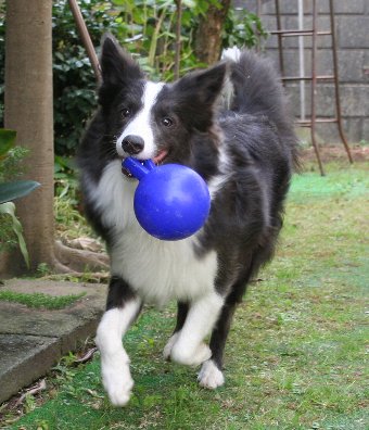 ジョリーボールで遊ぶ犬