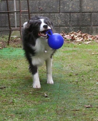 新しいボールが気に入った犬