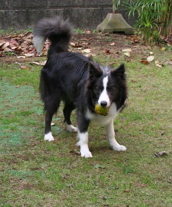庭のみかんをくわえて逃げる犬