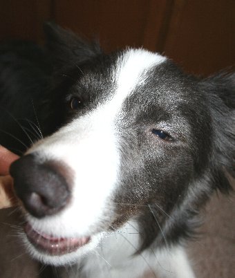 オヤツを美味しそうに食べる犬