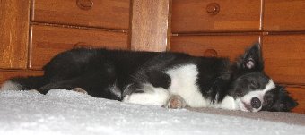 疲れて眠るボーダーコリー