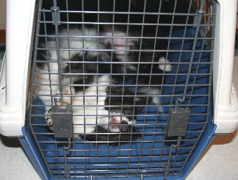 クレート内で仰向けで寝る犬