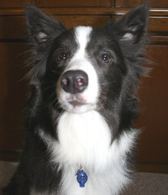 夜のお散歩用にライトを買ってもらった犬