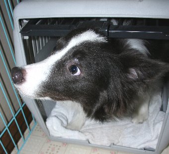 同居犬のいない間にハウスに入る犬