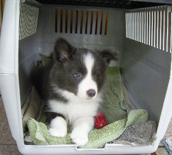 ボーダーコリーの子犬