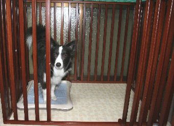 サークルから出てこない犬
