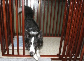 許可されてサークルから出る犬