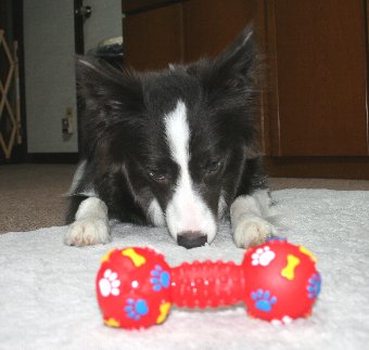 新しいオモチャに釘付けの犬