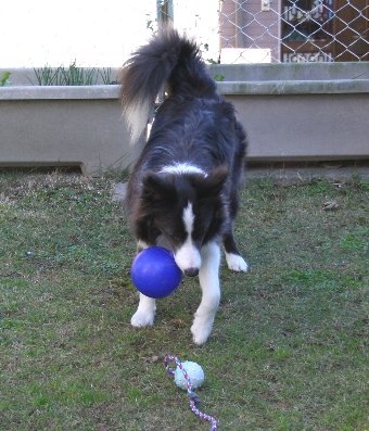 ボールが2つあって迷う犬