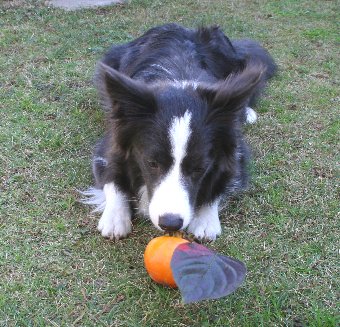 庭の柿に興味津々な犬