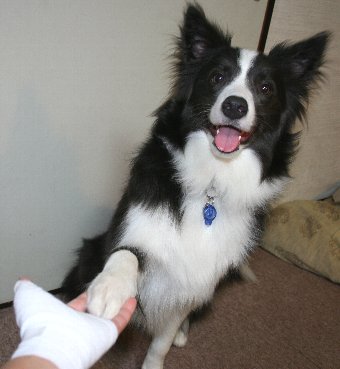 ケガした飼い主の手にお手をする犬