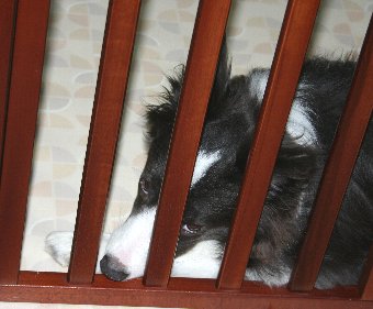 サークル内から恨めしそうな顔で見る犬
