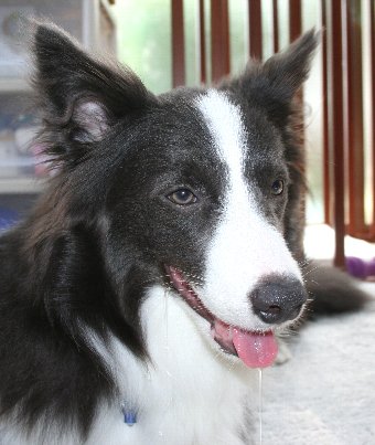 よだれを垂らす犬