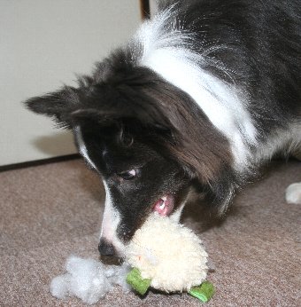 オモチャを破壊する犬