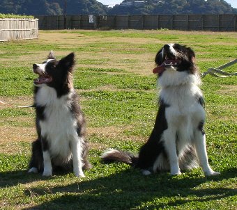 ボーダーコリーの友達犬に会う