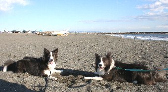 兄弟犬と再会