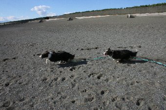追いかけっこをする2匹のボーダーコリー