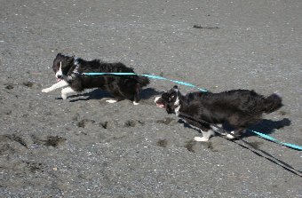楽しそうに走るボーダーコリー