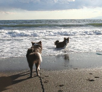 海岸で遊ぶボーダーコリー