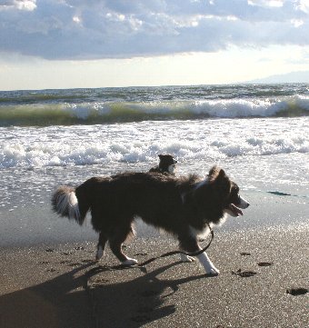 波が怖くてなかなか近付かない犬