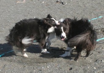 激しく遊ぶ2匹の犬
