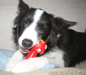 おもちゃを噛む犬