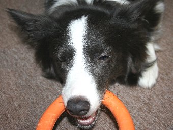 おもちゃを引っ張るのに夢中な犬