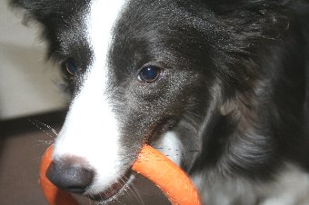 安静にと言われていた犬