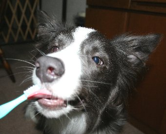 歯磨きする犬