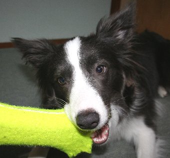 おもちゃをかじる犬