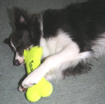 おもちゃで遊ぶ犬