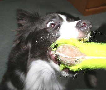 ボロボロのおもちゃで遊ぶ犬