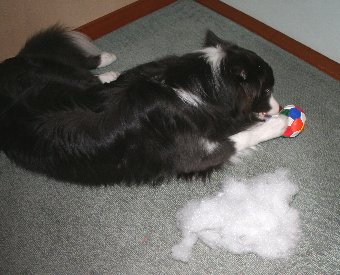 ボールから綿を取り出す犬