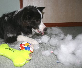 おもちゃを破壊した犬