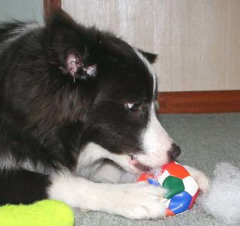 器用にボールから綿を出す犬