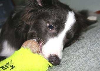 お気に入りの玩具で遊ぶ犬