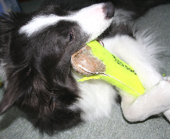 おもちゃを抱えて遊ぶ犬