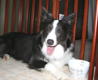 お水を飲んで満足気な犬