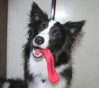 舌のように見えるおもちゃと犬