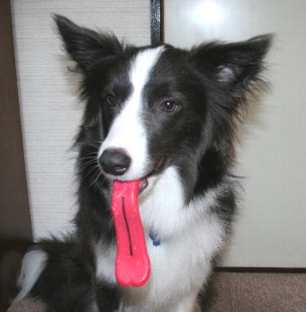 長い舌のように見えるおもちゃをくわえる犬