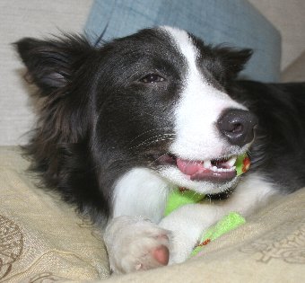 おもちゃを噛む犬