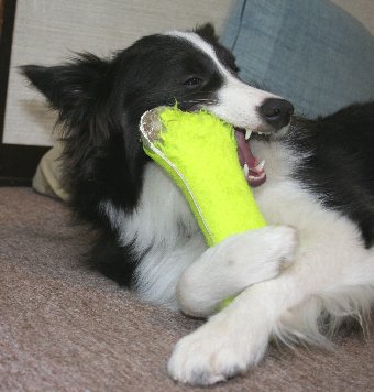 おもちゃを抱えて遊ぶ犬
