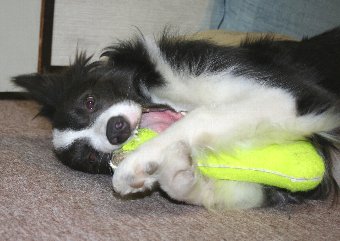 横になって遊ぶ犬