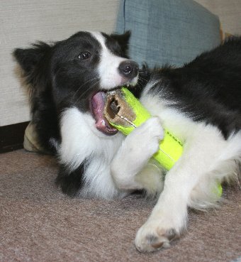 穴があいたおもちゃで遊ぶ犬