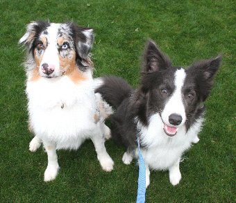 大好きなお友達犬と記念撮影