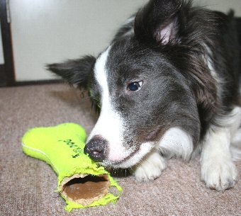 半分壊れたおもちゃと犬